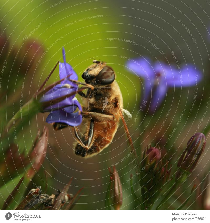 FRÜHSTÜCK Biene Blüte Insekt stechen Wespen Hornissen bestäuben Fortpflanzung Balkon Pflanze Sommer nah fliegen Gift Makroaufnahme Detailaufnahme Stachel