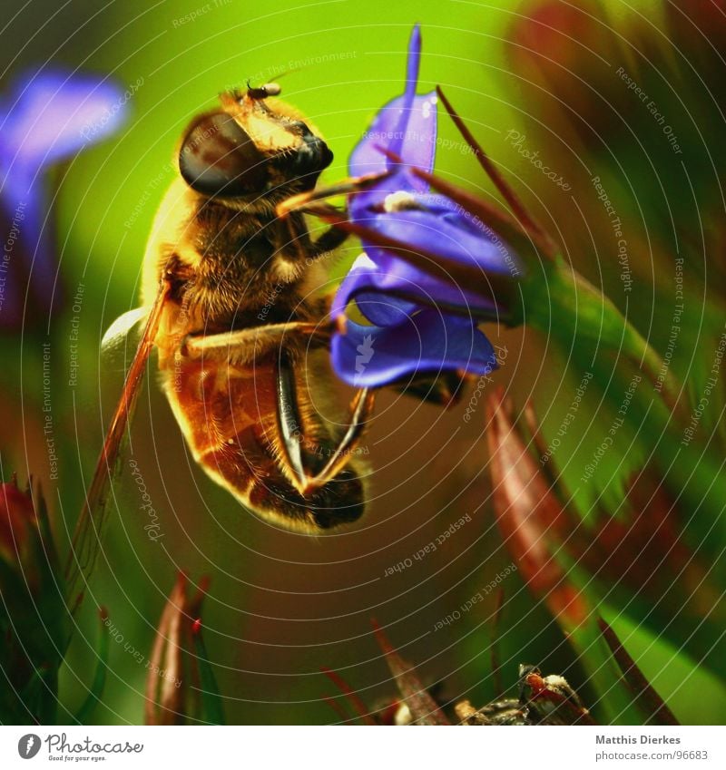 FRÜHSTÜCK Biene Blüte Insekt stechen Wespen Hornissen bestäuben Fortpflanzung Balkon Pflanze Sommer nah Tier Baum Flugplatz Symbole & Metaphern grell Licht
