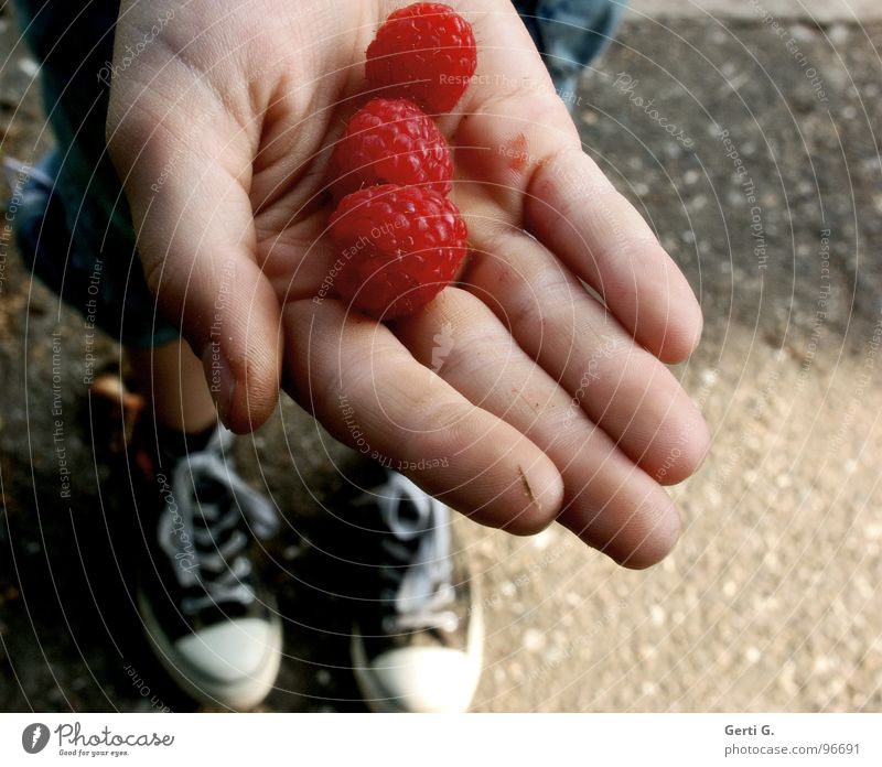 nimm 3 Himbeeren Ernährung frisch rund gepflückt rot Hand anbieten Präsentation Finger Schuhe Chucks Gras Gartenweg Beton Frucht raspberry raspberries Ernte