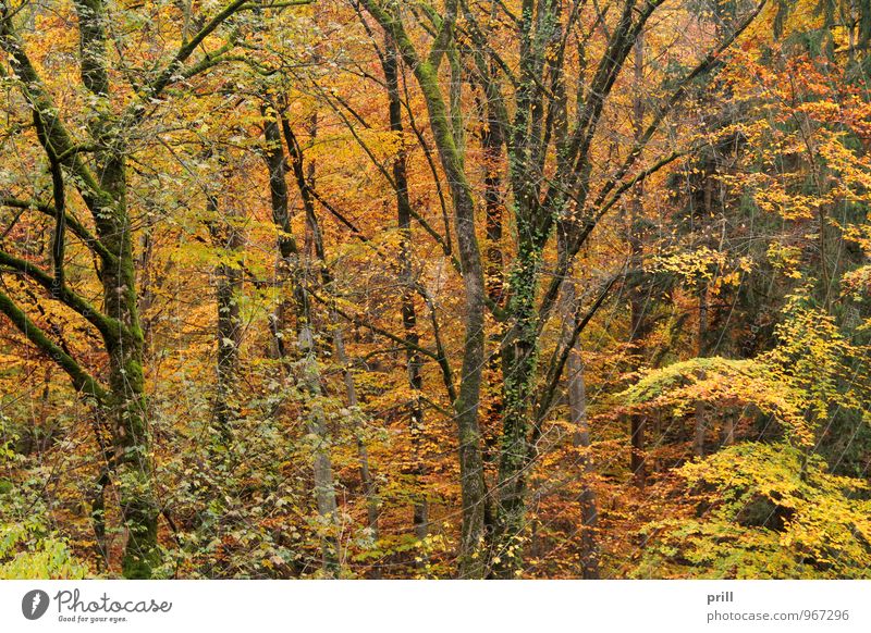 autumn forest Natur Pflanze Herbst Baum Sträucher Blatt Wald Holz gelb grün rot Vergänglichkeit deutschland stiel Zweig stamm Jahreszeiten Botanik Ast innen