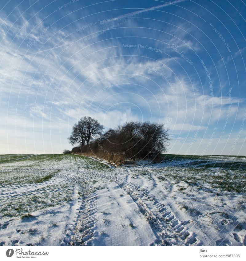 Inseldasein Himmel Winter Frost Schnee Spuren Natur Baum