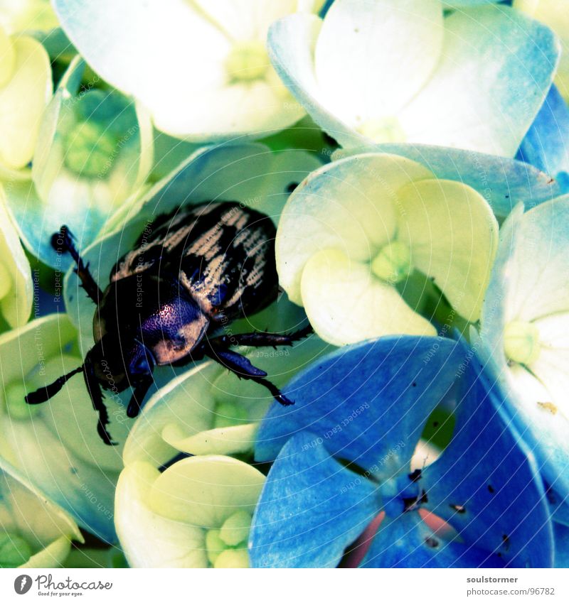 chillout Blume Insekt Blüte weiß braun Erholung ruhen krabbeln Fühler Quadrat Japan Frühling Sommer Physik ruhig Langeweile Käfer Beine Farbe blau Sonne
