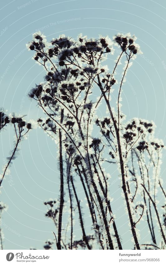 Winterknöspchen II Umwelt Natur Pflanze Himmel Wolkenloser Himmel Schönes Wetter Eis Frost Schnee Sträucher Blüte Vorfreude bizarr elegant Klima rein