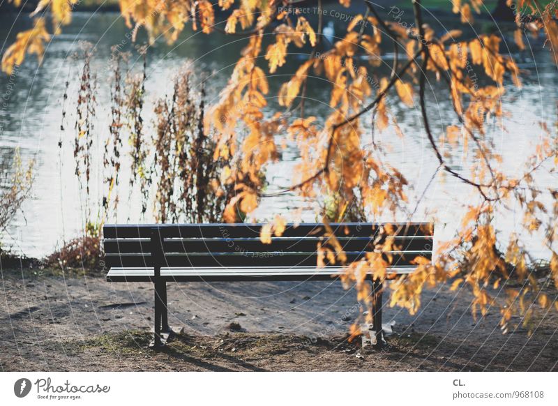 ruhezone Umwelt Natur Landschaft Wasser Herbst Wetter Schönes Wetter Baum Blatt Park See Bank ruhig Freizeit & Hobby Idylle Pause Farbfoto Außenaufnahme