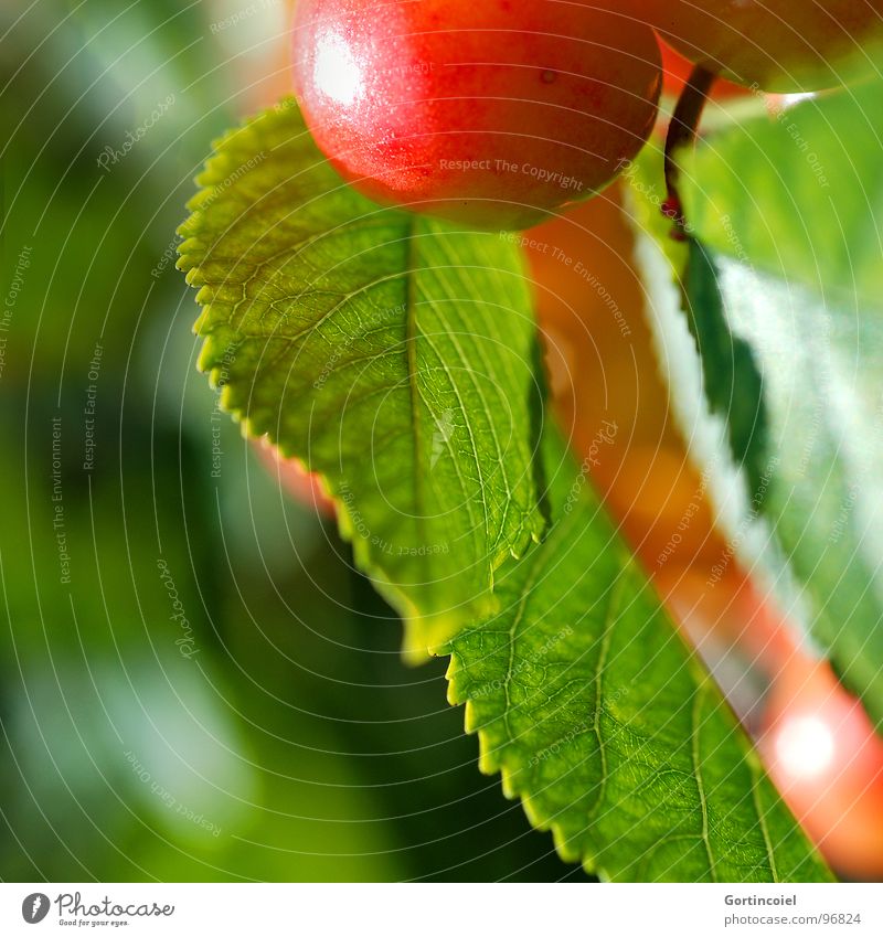 Cherry, cherry Lebensmittel Frucht Ernährung Sommer Natur Baum Blatt Nutzpflanze süß Kirsche reif Ernte Farbfoto Außenaufnahme Textfreiraum links