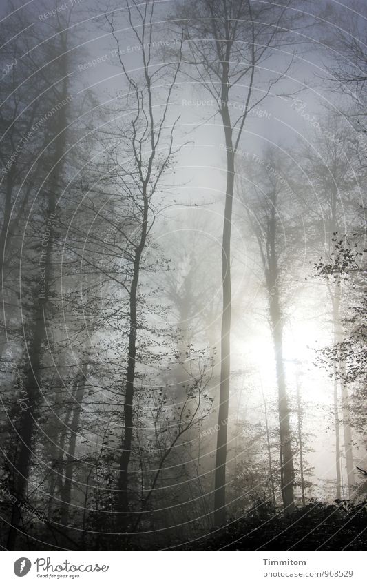 Ein gutes Jahr! Umwelt Natur Landschaft Pflanze Himmel Sonne Herbst Wetter Schönes Wetter Nebel Wald ästhetisch dunkel fantastisch natürlich blau grau schwarz