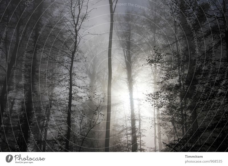 Nebelgrenze. Umwelt Natur Pflanze Sonne Sonnenlicht Herbst Baum Wald Holz Blick ästhetisch hell natürlich blau schwarz weiß Gefühle ruhig Ast Baumstamm kahl