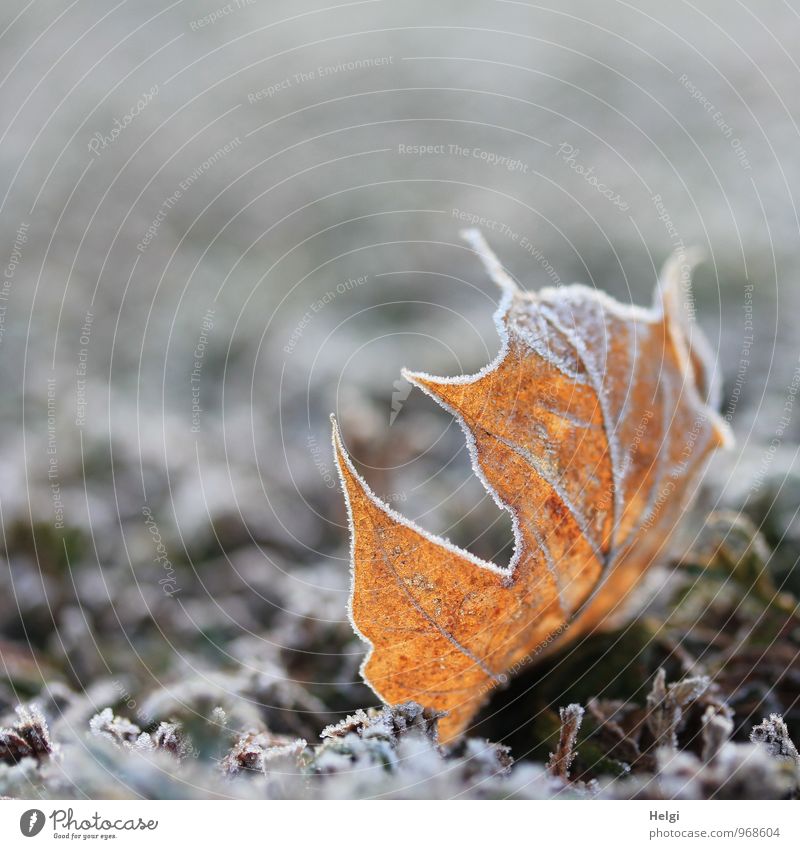 kalt | mit Zuckerrand... Umwelt Natur Pflanze Winter Eis Frost Blatt Ahornblatt Blattadern Park liegen dehydrieren ästhetisch außergewöhnlich schön einzigartig