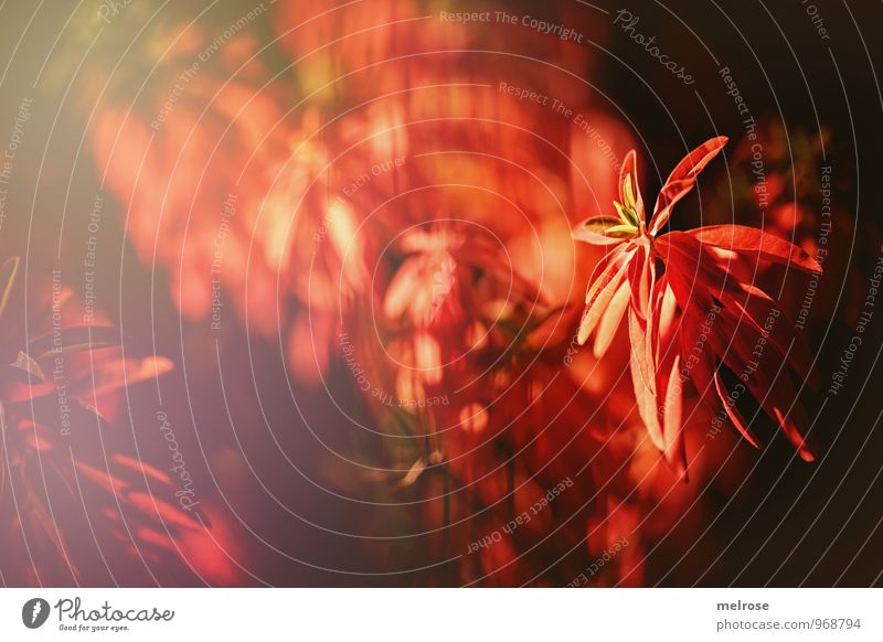 Blick durch den Zaun Natur Pflanze Herbst Schönes Wetter Blatt Wildpflanze rot leuchtende Blätter Garten Park Reflexion & Spiegelung Unschärfe Linien Gitterzaun