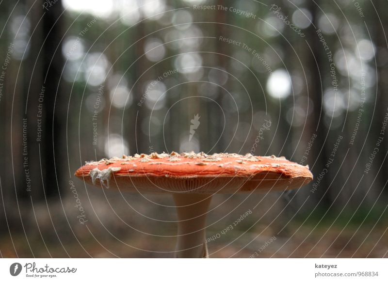 Alice im Wunderland Umwelt Natur Landschaft Sonnenlicht Wildpflanze Wald stehen bedrohlich rot Freude Drogensucht Abenteuer Einsamkeit Lamelle Pilz Pilzhut