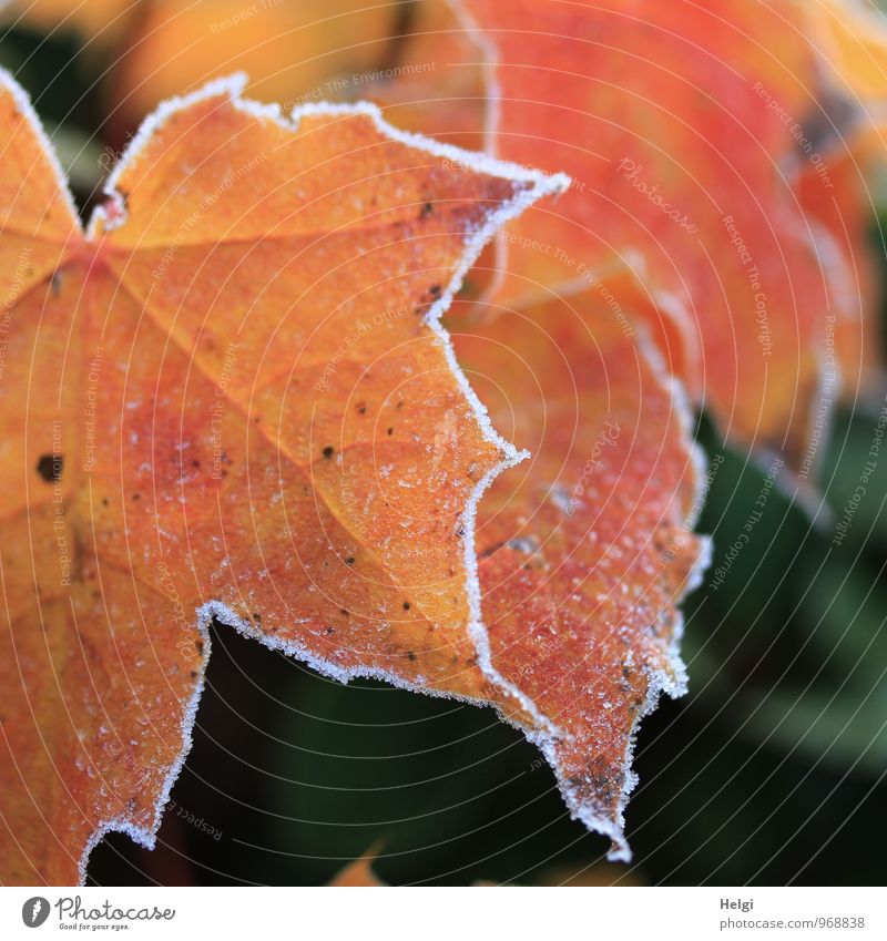 winterlich veredelt... Umwelt Natur Pflanze Winter Eis Frost Baum Blatt Ahorn Ahornblatt Blattadern Park alt frieren dehydrieren Wachstum ästhetisch
