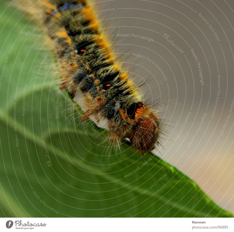 Was für ein Spinner! Kleespinner Schmetterling Tier Pflanze gelb schwarz Gemälde Blatt Insekt Entwicklung krabbeln Raupe Brennhaare rostbraun blau