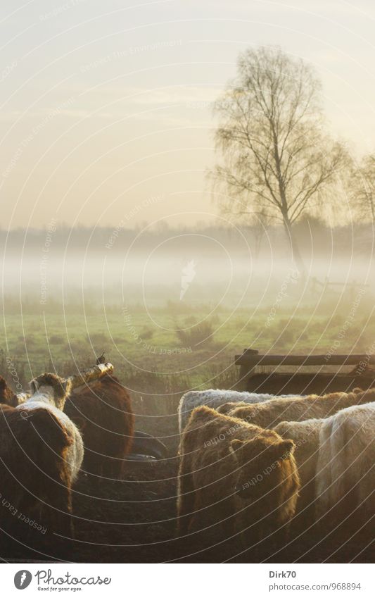 Sieben auf einer Weide Landwirtschaft Forstwirtschaft Viehhaltung Viehzucht Landschaft Sonnenlicht Herbst Nebel Baum Wiese Feld Tier Nutztier Kuh Rinderhaltung