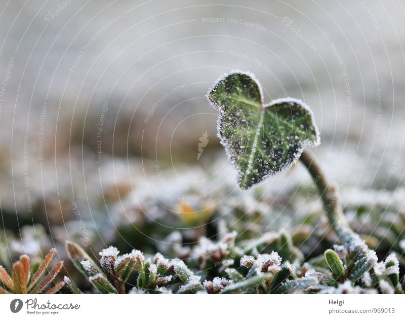 frostig | kalt Umwelt Natur Pflanze Winter Eis Frost Efeu Blatt Grünpflanze Park frieren stehen Wachstum ästhetisch authentisch klein natürlich braun grau grün