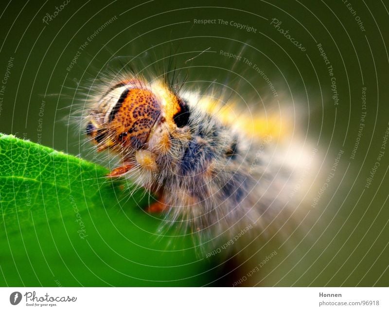 Was für ein Spinner! -- 3 Kleespinner Schmetterling Tier Pflanze gelb schwarz Gemälde Insekt Entwicklung krabbeln Raupe Brennhaare rostbraun blau Diskoidalfleck