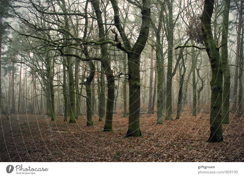 winterwald Umwelt Natur Landschaft Herbst Winter Pflanze Baum Blatt Wald dunkel gruselig trist Endzeitstimmung Vergänglichkeit verlieren Laubbaum karg