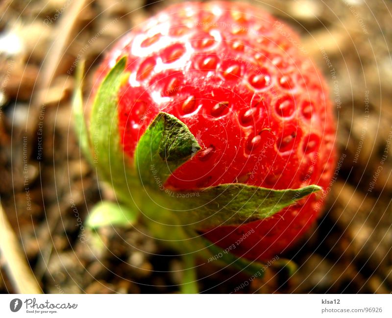 Strawberry Makroaufnahme Nahaufnahme grün süß Geschmackssinn lecker fruchtig Sonnenlicht Frucht Gastronomie strawberry red fruit makromodus fruits Erde earth