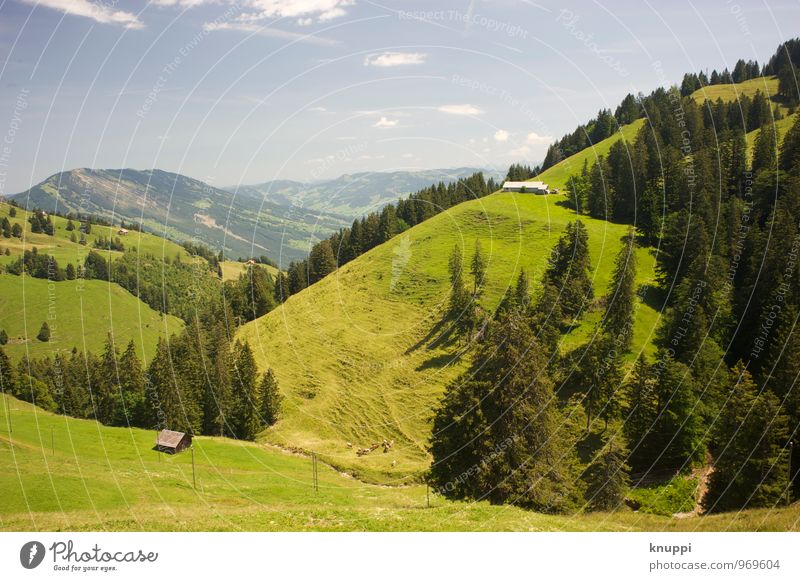 Hanglage Umwelt Natur Landschaft Pflanze Luft Himmel Wolken Sonne Sonnenlicht Sommer Schönes Wetter Wärme Baum Gras Wiese Feld Alpen Berge u. Gebirge Gipfel