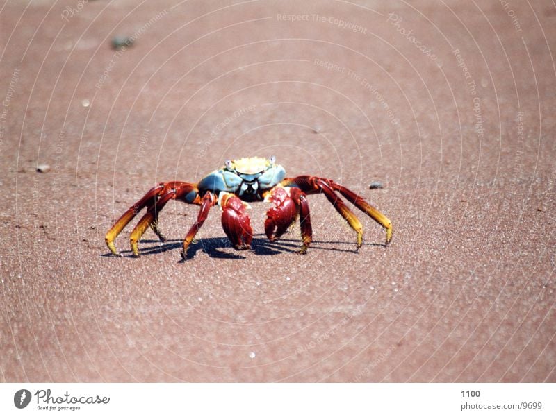 Krebs Tier Meeresfrüchte Strand Galapagosinseln Ferien & Urlaub & Reisen analog Sandstrand Krustentier Südamerika Krebstier Meerestier Wasser Flink