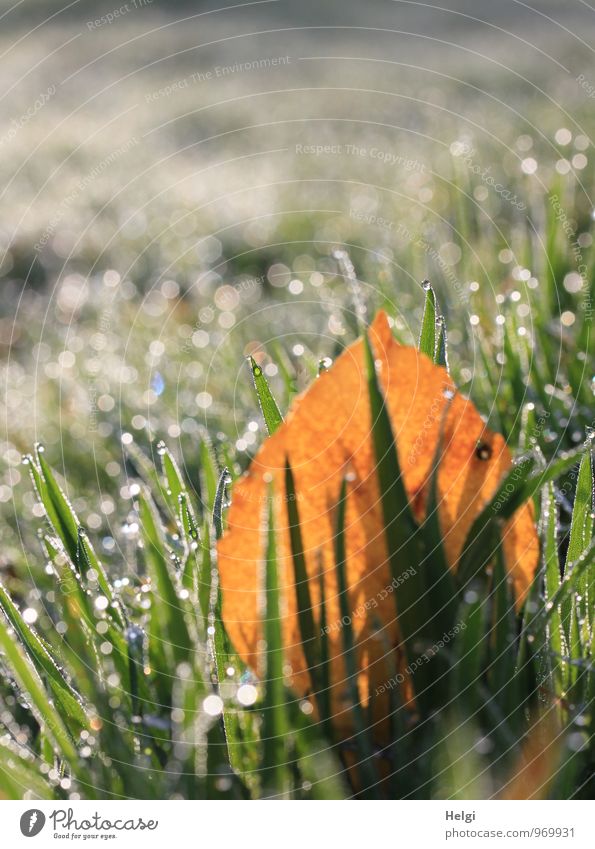 kalt und nass... Umwelt Natur Landschaft Pflanze Wassertropfen Herbst Schönes Wetter Gras Blatt Wiese glänzend leuchten dehydrieren Wachstum authentisch