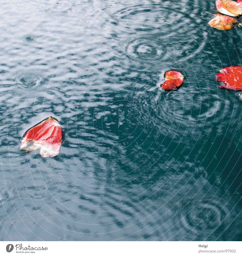 rote Rosenblätter schwimmen bei Regen in einer Pfütze nass Blume Blüte Blütenblatt weiß fallen Reflexion & Spiegelung Kreis Vergänglichkeit Unwetter Sommer