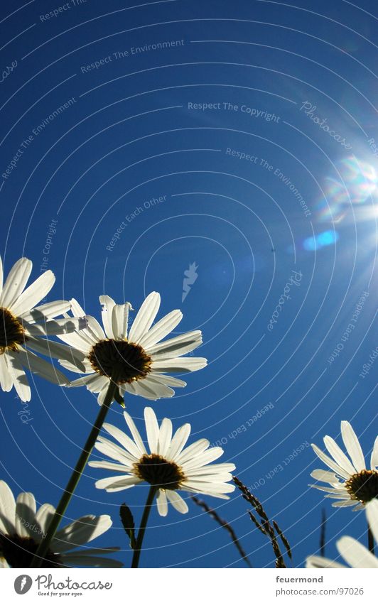 Guten Morgen liebe Sonne! Margerite Blüte Blume Pflanze Wachstum Sonnenstrahlen Licht Frühling Sommer aufgehen Sonnenbad Stauden hell Freude Schönes Wetter