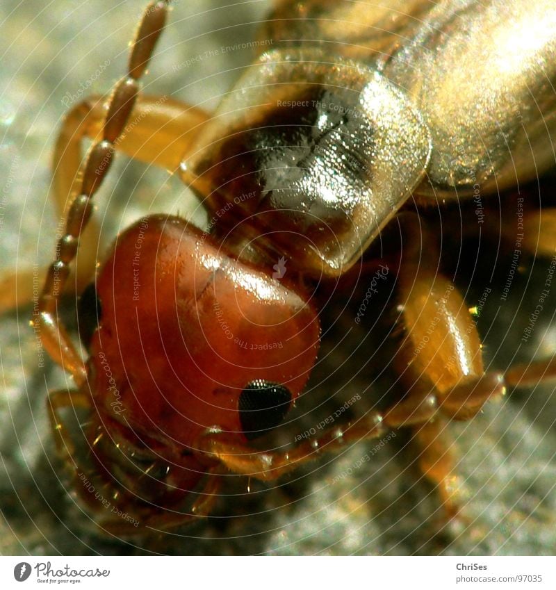 Der gemeine Ohrwurm (Forficula auricularia) Kneifer zwicken Zange Fühler Ekel Tier Insekt Tracheentier Sechsfüßer braun glänzend grün Nordwalde Angst Panik