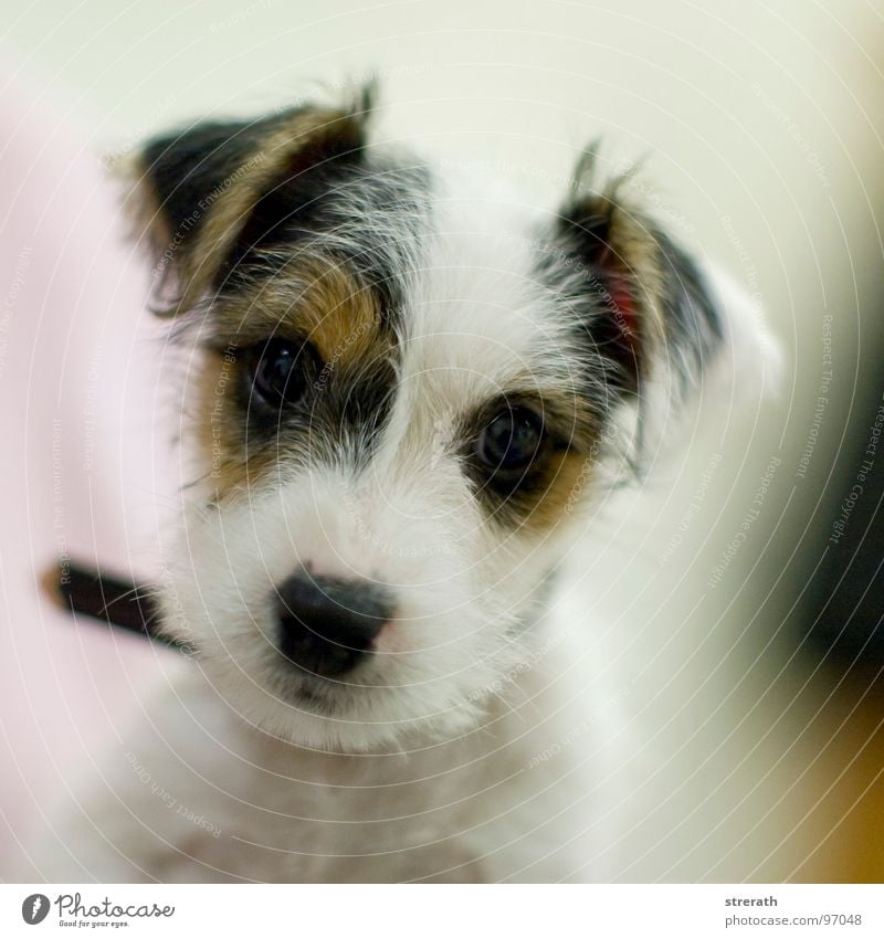 der is ja niedlich! Welpe Hund Knopfauge Hundeblick Terrier Neugier Vertrauen Körperhaltung charmant Liebling weiß braun schwarz Stofftiere weich schön