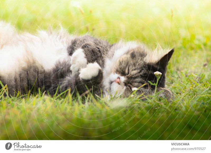 flauschige Katze schläft auf Gras an der Sonne Natur Pflanze Garten Park Wiese Tier Haustier 1 schlafen Sonnenlicht Sommer niedlich Fell grau liegen Farbfoto