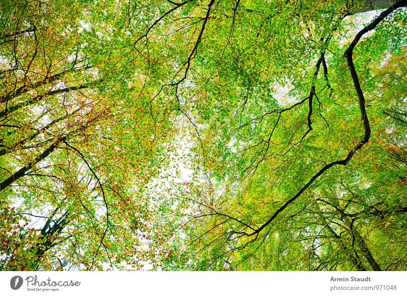 Herbst - Wald Natur Sonnenlicht Baum Buchenwald verblüht dehydrieren Wachstum ästhetisch authentisch außergewöhnlich fantastisch Ferne frisch groß natürlich
