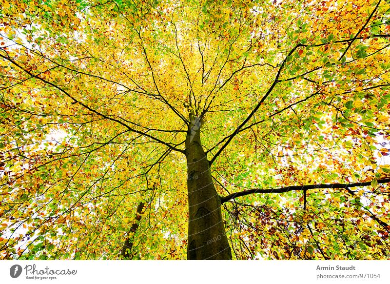 Baumkrone Natur Pflanze Wolkenloser Himmel Herbst Buche Wald stehen verblüht dehydrieren Wachstum ästhetisch authentisch außergewöhnlich fantastisch Ferne