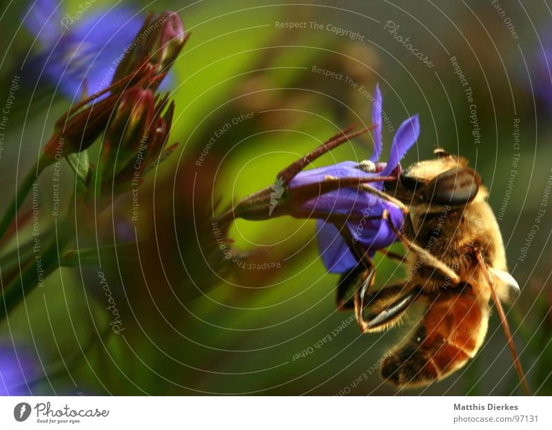 SUR LA CHASSE Biene Insekt Wespen Hornissen Ekel Tier trinken Ernährung genießen Blume Blumenkasten Balkon Pflanze Fortpflanzung verbreiten gelb Vielfältig