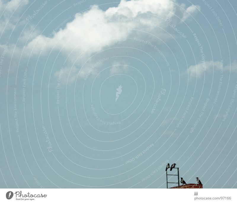 Piepmatzmeeting Vogel Pause schwarz Wolken weiß Dach Aussicht Sommer fliegen Räbchen Himmel frei überblicken zusammenhocken