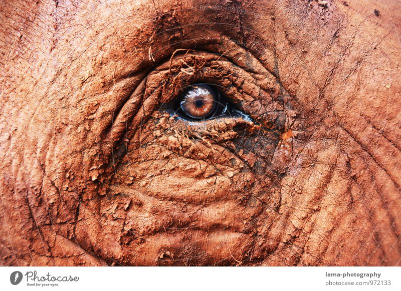 ehrlich. Auge Tier Tiergesicht Elefant Elefantenauge Elefantenhaut Blick braun Vertrauen Pupille Asien Thailand Falte Ehrlichkeit Hautfalten Farbfoto