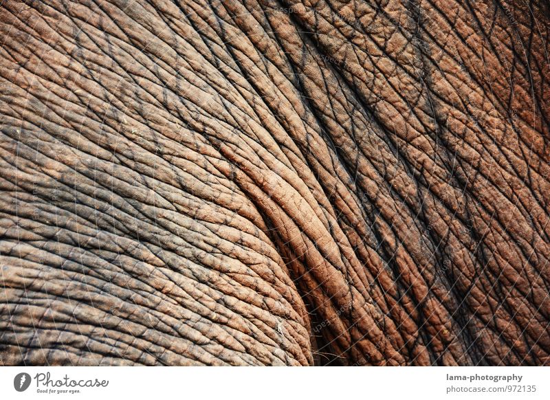 faltig. Thailand Asien Tier Elefant Elefantenhaut grau Falte Hautfalten Tierhaut Farbfoto