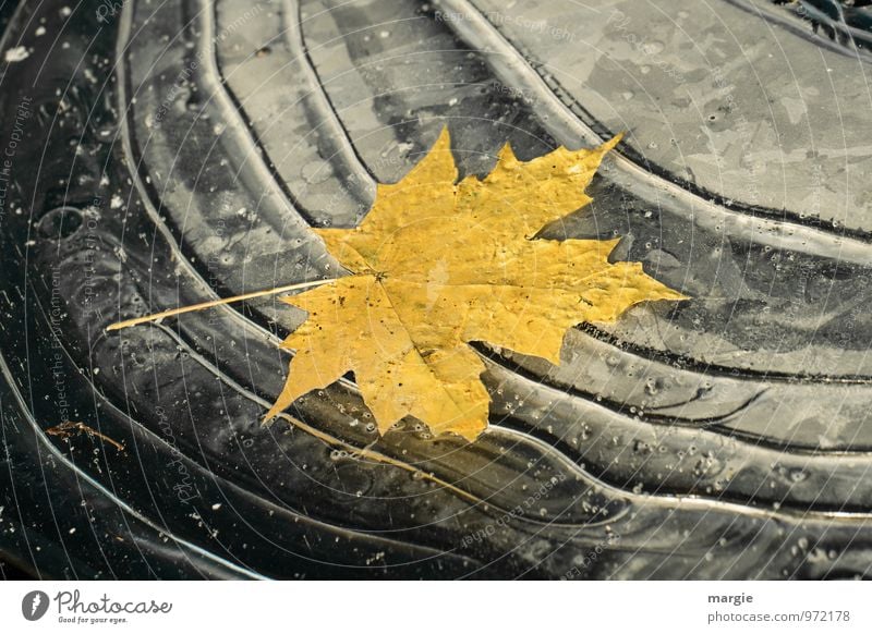 Ein gelbes Herbstblatt eingefroren im Eis Umwelt Natur Pflanze Tier Wasser Wassertropfen Winter Klima Klimawandel Frost Baum Blatt Wellen Seeufer Teich alt