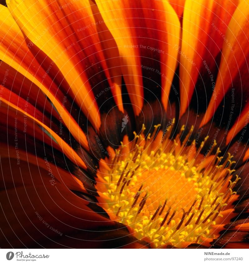 Feuer und Flamme. Blüte Blütenblatt rot gelb orange-rot Sommer braun Quadrat Stimmung Blühend Physik nah Ordnung Makroaufnahme Nahaufnahme bulme kimsey Pollen