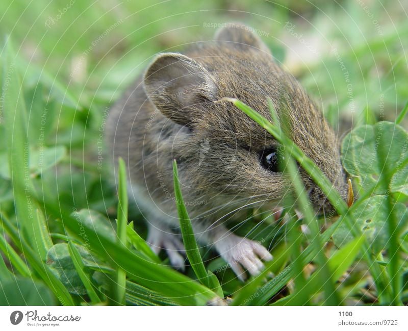 Kleine Maus Feld Gras süß Erdmaus Wiese Nagetiere Säugetier tierchen