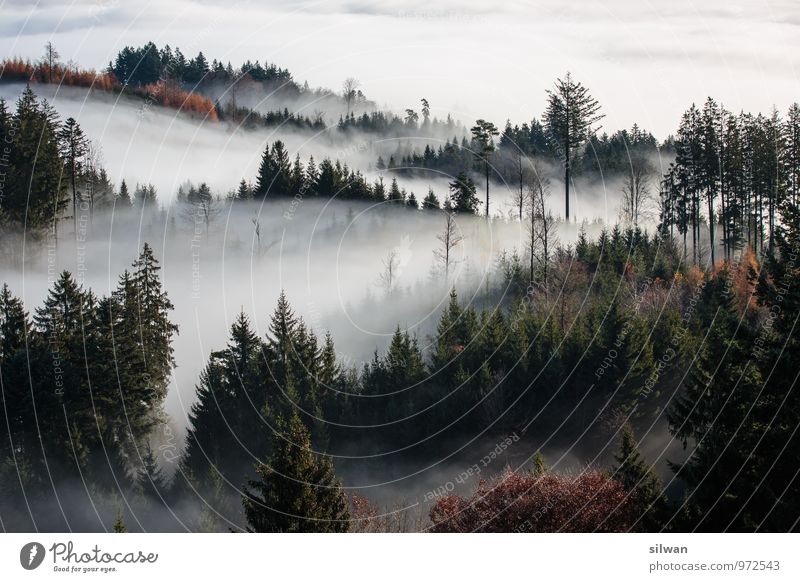 mystische Aussicht #2 Natur Landschaft Herbst Wetter Schönes Wetter Nebel Baum Wald ästhetisch dunkel gigantisch weich braun grau schwarz weiß Verschwiegenheit