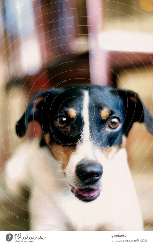 Dog's gaze Nahaufnahme Tier Day Looking At Camera One Animal Indoors Pets Color Image Nobody Vertical