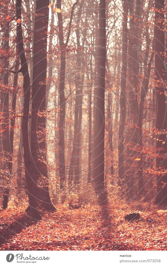 mysterious forest Umwelt Natur Pflanze Herbst Schönes Wetter Baum Blatt Laub Wald Holz natürlich rot Farbfoto Gedeckte Farben Außenaufnahme Tag Licht Schatten