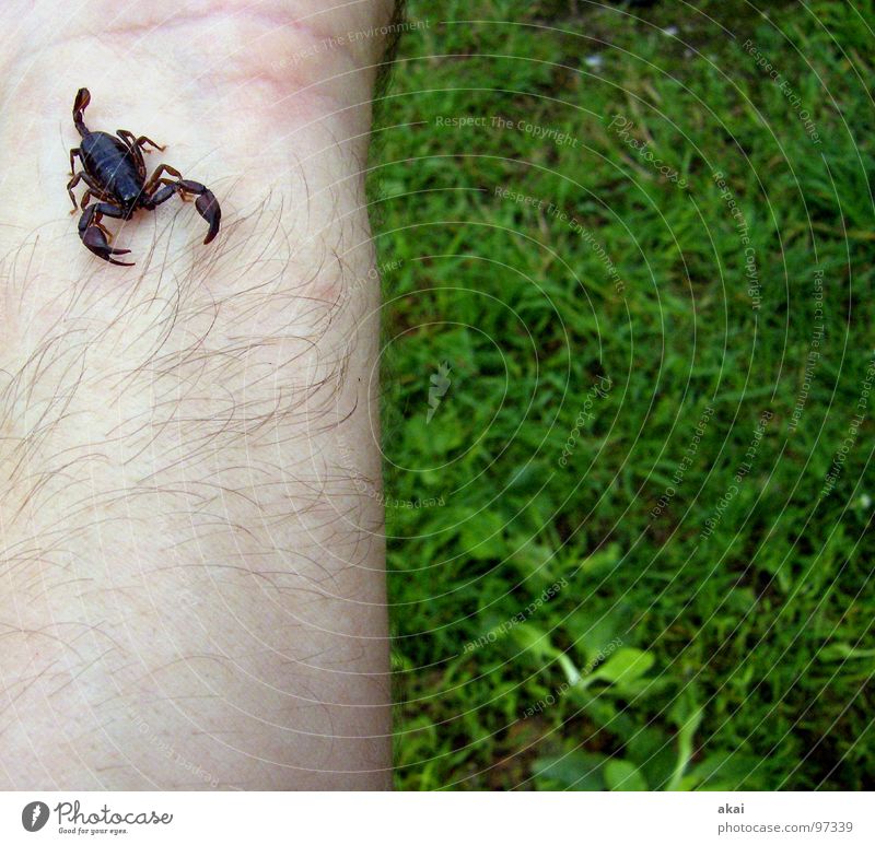 Skorpion Felsenskorpion Gast Gift Tier Reptil Angst Panik gefährlich camping zelt akai untermieter