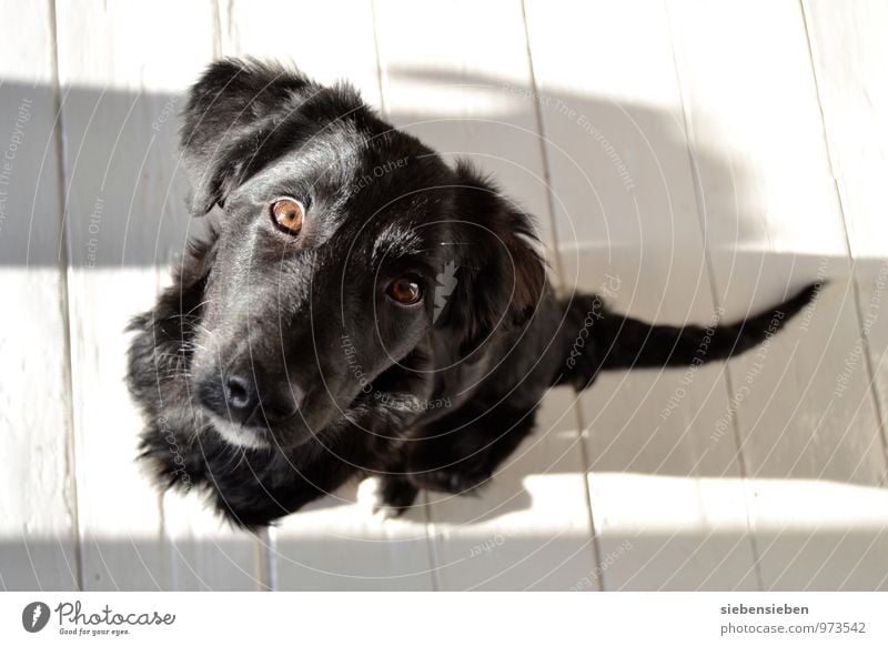 Kuckuck Haustier Hund Ein Lizenzfreies Stock Foto Von Photocase