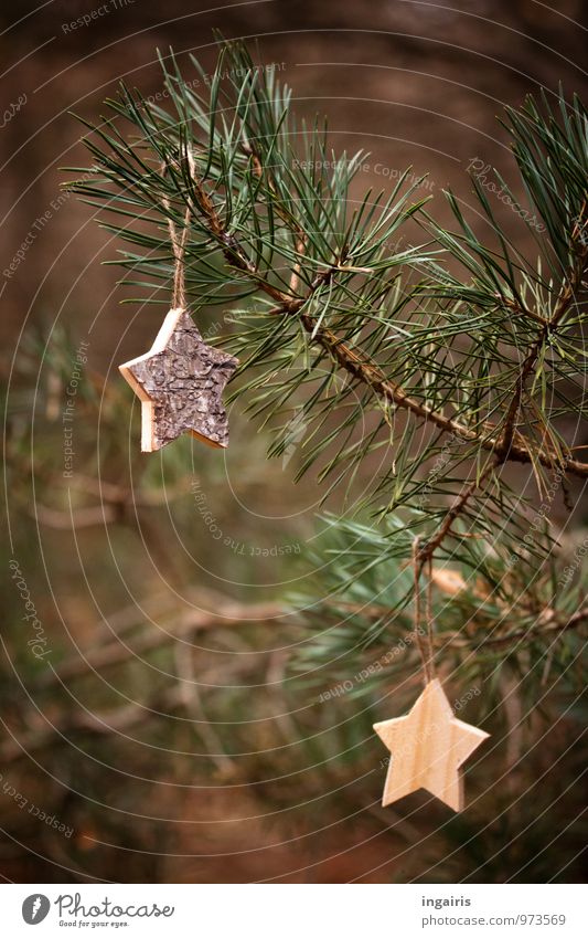 Zurück zur Natur Weihnachten & Advent Pflanze Baum Nadelbaum Ast Kiefer Kiefernnadeln Holz Stern (Symbol) hängen eckig stachelig braun grün Stimmung Vorfreude