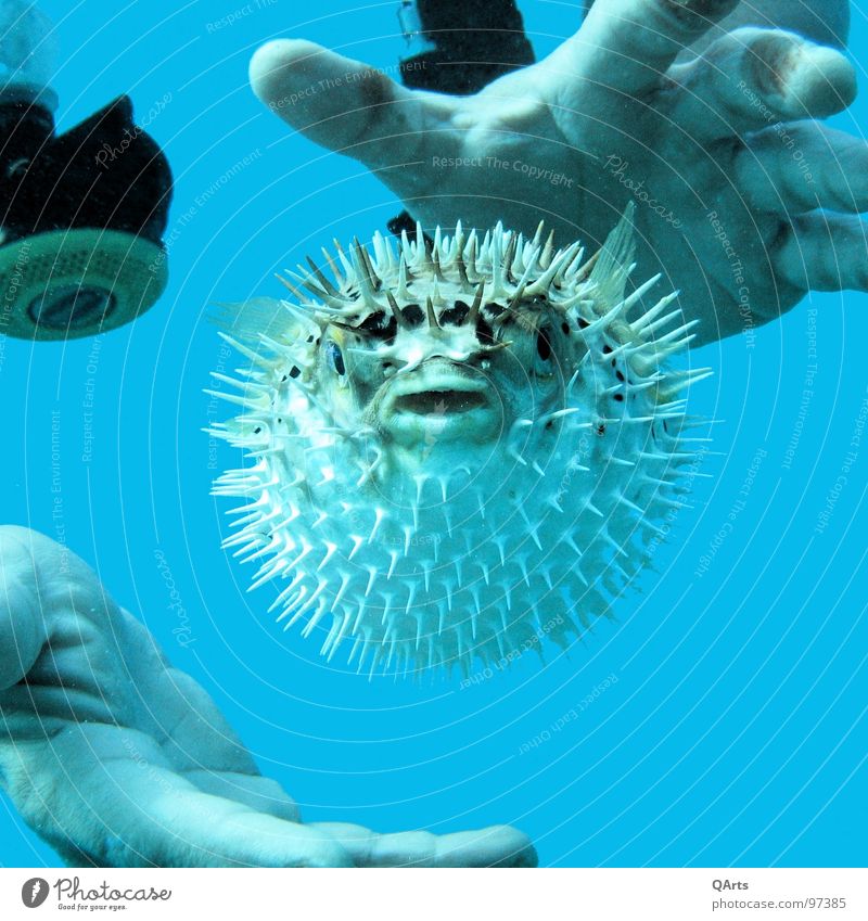 Blown up! Kugelfisch Taucher tauchen Meer Hand Fisch Wassersport blau Tierporträt Tiergesicht bizarr Unterwasseraufnahme