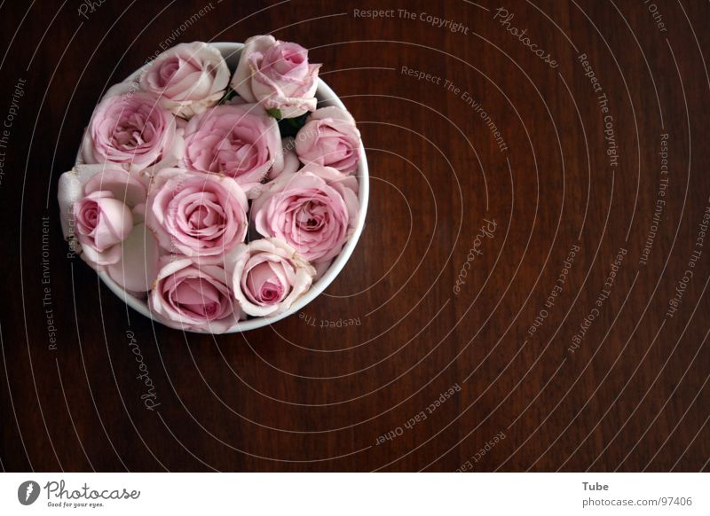 Rosarote Impressionen Holz braun Tisch Rose rosa grün weiß Blüte luftig leicht Haufen Streifen Blume Stillleben Composing dunkel beruhigend schwer Holzmehl