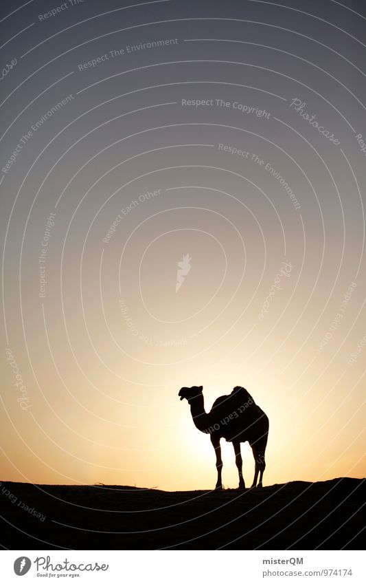 Desert Cab II Kunst ästhetisch Zufriedenheit Kamel Kamelhöcker Kamelkopf Wüste Tier Ödland Sahara Sonne Sonnenuntergang Abu Dhabi Oase Luftspiegelung Wärme