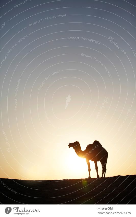 Desert Cab I Kunst ästhetisch Zufriedenheit Kamel Kamelhöcker Kamelkopf Wüste Wärme Luftspiegelung Sonnenuntergang Sonnenlicht Sonnenstrahlen Sonnenbad trocken