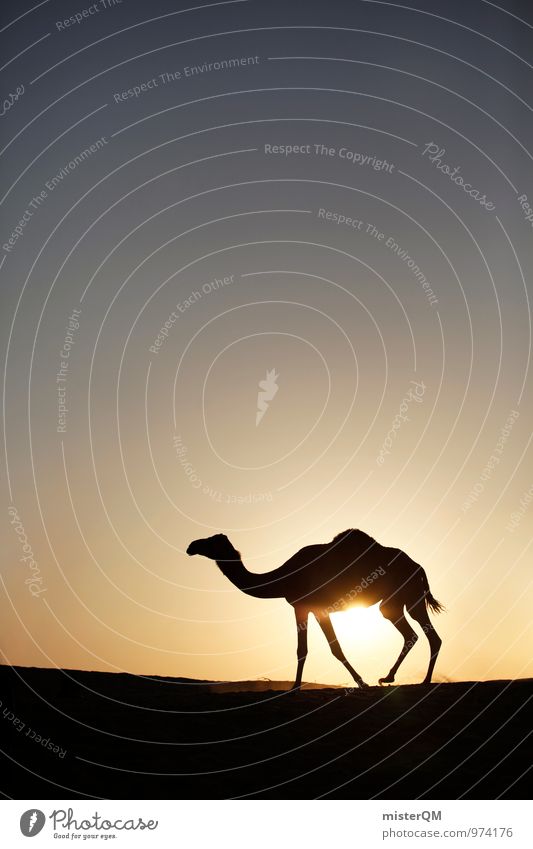Desert Cab III Kunst ästhetisch Zufriedenheit Kamel Kameltreiber Kamelmarkt Wüste Horizont Wärme Idylle Sonne Sonnenuntergang heiß Ferne exotisch Farbfoto