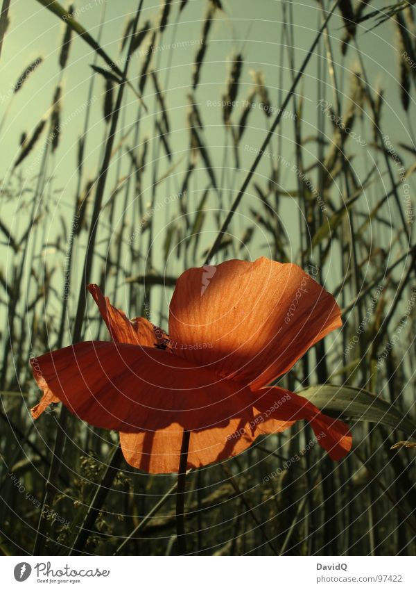 Mohno Wegrand Klatschmohn Blume Blüte Blütenblatt rot grün zart Blühend Getreide Kornfeld Schönes Wetter orange verblüht Mohntag